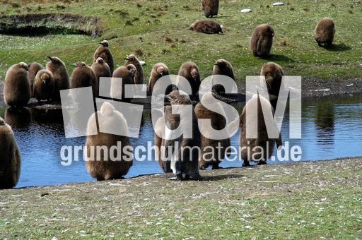 Königspinguin (83 von 84).jpg